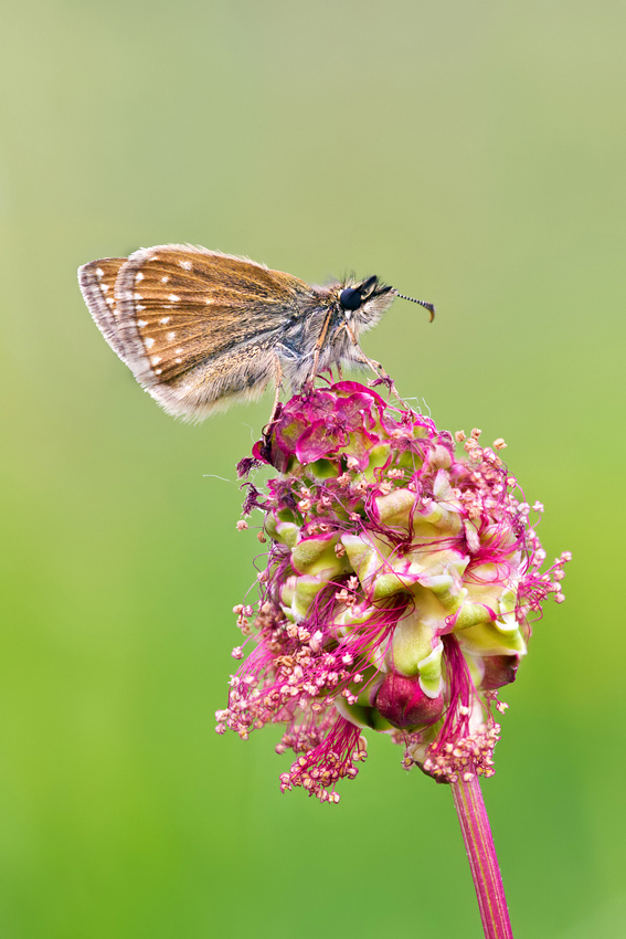 Dingy Skipper 5